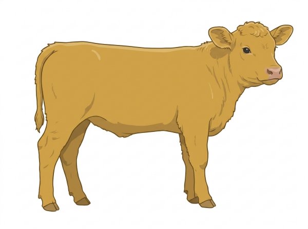 Gold SimAngus Bull