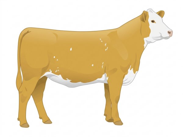 Gold with a full white face, white brisket and underline, a few white spots and ticking in the white SimAngus Heifer