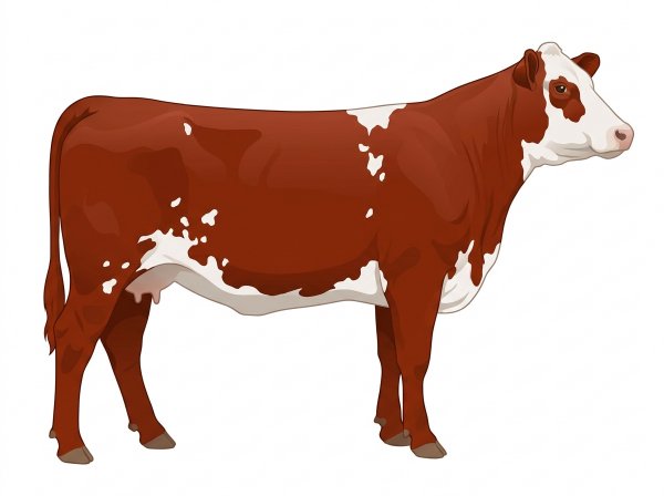 Red with a partial white face and white spots SimAngus Cow