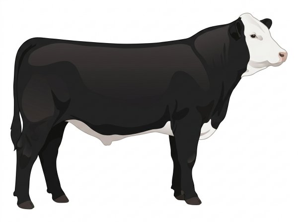 Black with a full white face, white brisket and underline Simmental Cross Steer
