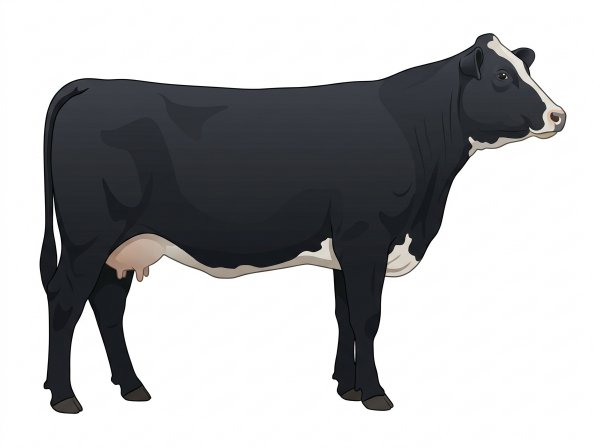 Black with a pale muzzle ring and lighter underline and a partial white face Simmental Cross Cow