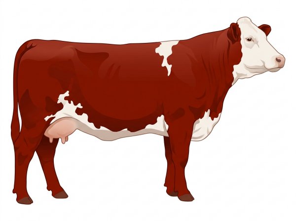 Red with a full white face, white brisket and underline and white spots Simmental Cross Cow