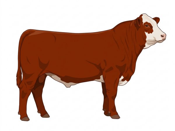 Red with a partial white face Simmental Cross Steer
