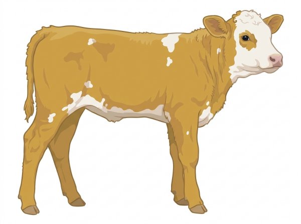 Gold with a white face and white spots Simmental x Angus Cross Steer